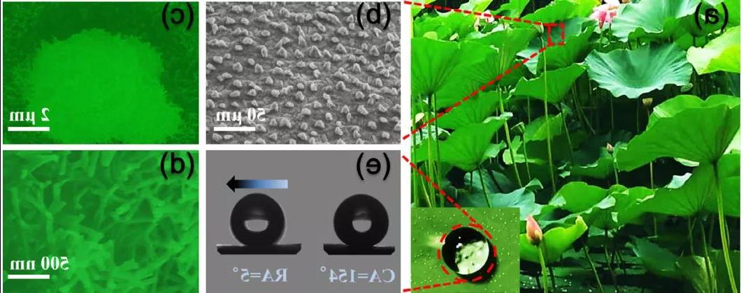 图2. 荷叶表面微观结构SEM图及水滴<a href='http://dammar.jackielui.net'><a href='http://dammar.jackielui.net'>正规赌博平台</a>在</a>表面的行为